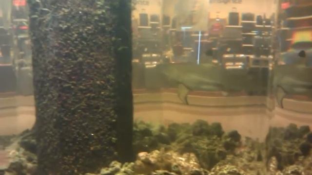 Маленькая акула в Горизонде Ростов-на-Дону смотреть онлайн