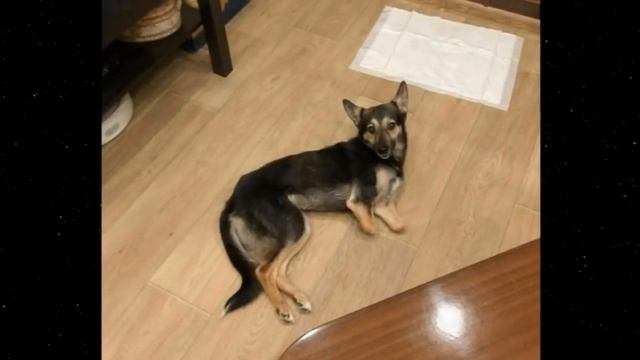 Она ПОЛЗАЛА НЕ ОДИН ДЕНЬ прося помощи, пока не встретила подростков... смотреть онлайн