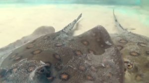 Аквариумные рыбки Скат моторо Хвостокол глазчатый Potamotrygon motoro