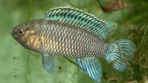 Бадис бадис.Описание. Содержание. Уход. Размножение. Аквариумные рыбы.