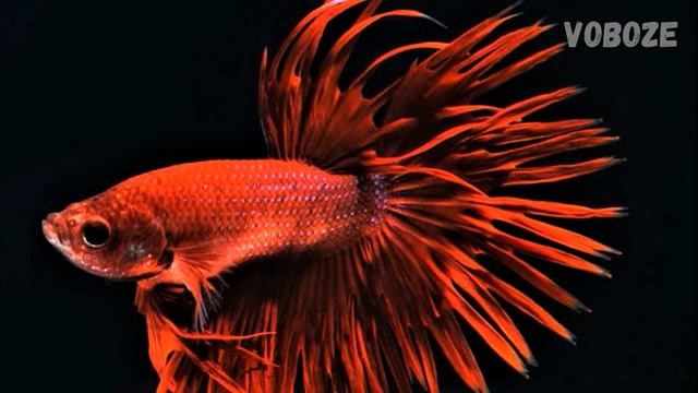 Аквариумная рыбка Петушок. Петушки. Уход, размножение, содержание. Бойцовая рыба, сиамский петушок. смотреть онлайн