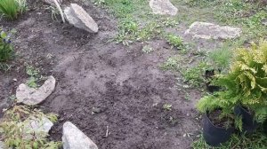 Туя восточная Ауреа Нана  - посадка.