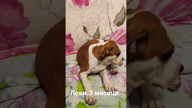 Краснодар 🌺 Американский стаффордширский терьер.Мама АР ТИ ШОУ ОФМАЛА ЦАРИЦА.ПАПА ЧЕРОКИ смотреть онлайн
