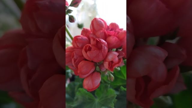 Пеларгония Red Pandora #пеларгония смотреть онлайн