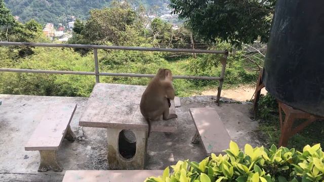 Обезьянка пьёт кока-колу смотреть онлайн