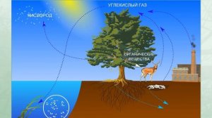 Круговорот веществ в природе