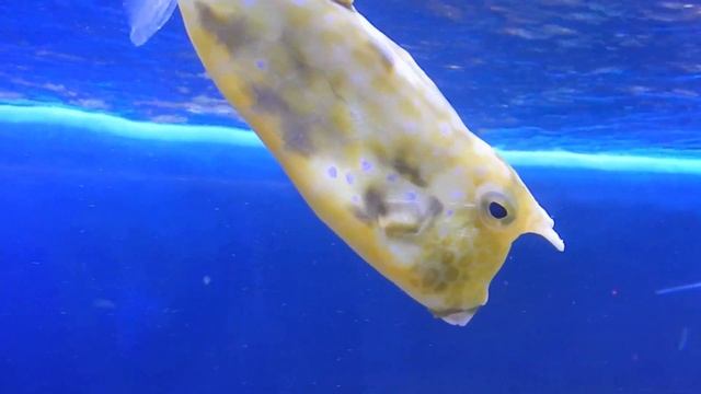 Очень необычные морские обитатели смотреть онлайн