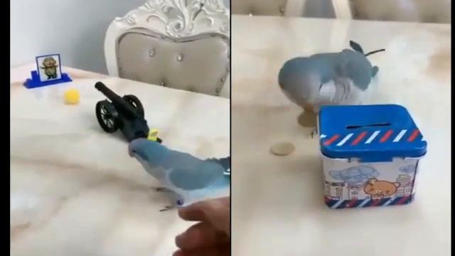 Разумные попугайчики не перестают восхищать человека. смотреть онлайн