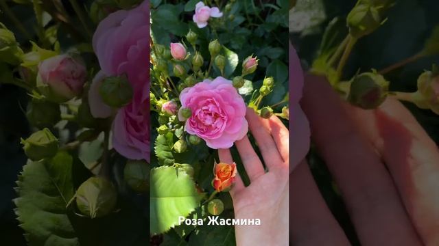 Роза Жасмина / rose Jasmine смотреть онлайн