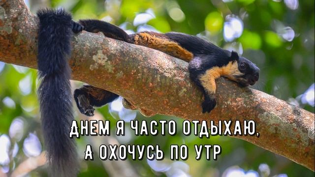 Индийская гигантская белка Ратуфа смотреть онлайн