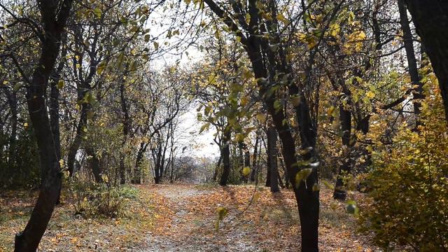 Золотая осень в «Тарханах» смотреть онлайн