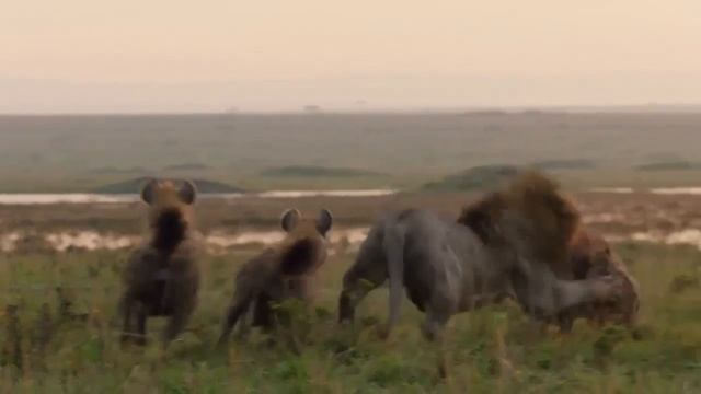 Два десятка трусливых гиен с осторожностью пытались разобраться с одни смотреть онлайн