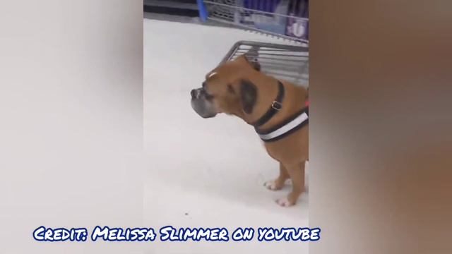 How To Identify A Real VS Fake Service Dog смотреть онлайн