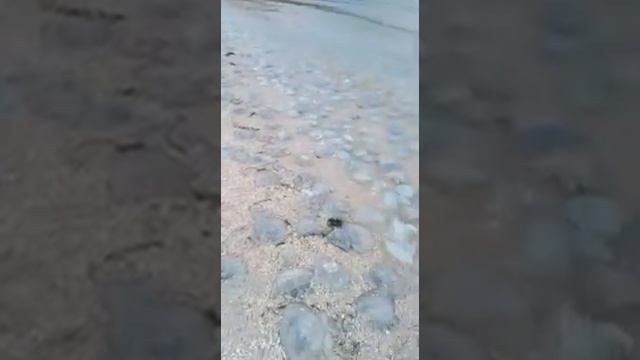 SOS!!! Крым. Щёлкино, Татарская бухта ~посмотрите, что сейчас там творится, а власти БЕЗДЕЙСТВУЮТ! смотреть онлайн