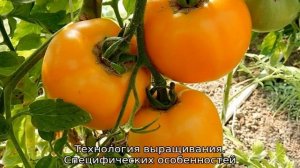 Томат Янтарный