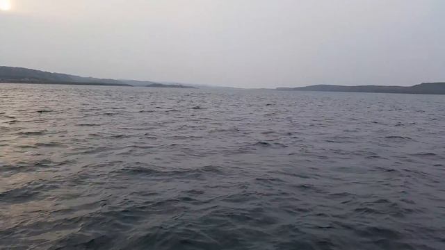 Чёрные дельфины на на фьорде в Норвегии смотреть онлайн