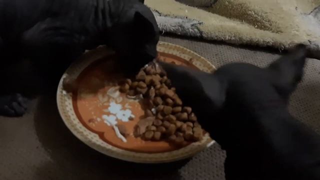 ЧЕРНЫЕ КАНАДСКИЕ СФИНКСЫ. КОТЕНОК СФИНКС. смотреть онлайн