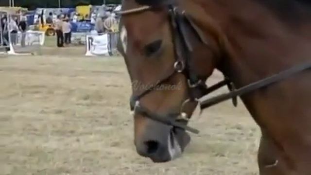 Ужасы конного спорта смотреть онлайн