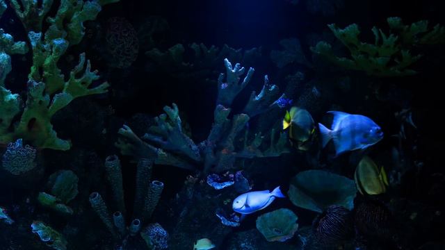 AQUARIUM 4K Coral Reef 4K Aquarium No Music No Ads - 12 Hours | Aquarium Sounds For Sleeping