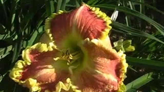 лилейник daylily JAMES'S PRISSY KRISTI.mpg смотреть онлайн