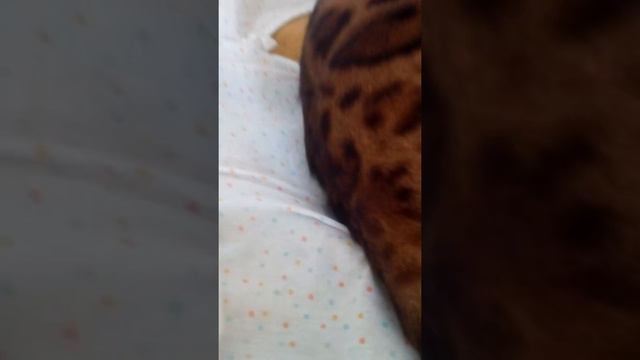Бенгальский котёнок 11 месяцев. Вес 5,8 кг. смотреть онлайн