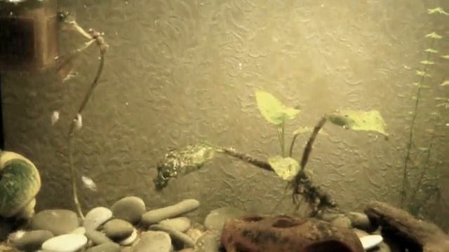Малькам нанакары два месяца. смотреть онлайн