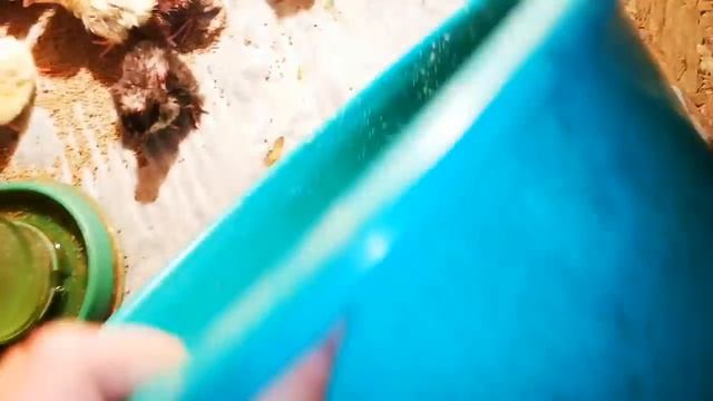 Отличный вывод цыплят, два инкубатора смотреть онлайн