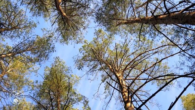 КРАСИВЫЙ Сосновый Лес Ранней Весной | Лесная Природа для Релаксации и Сна смотреть онлайн