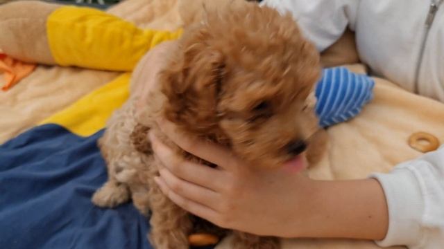 Мальтипу и пудель. смотреть онлайн