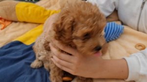 Мальтипу и пудель.