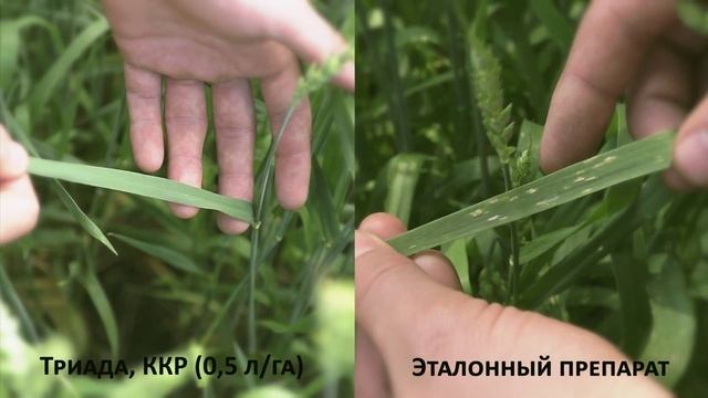 Отзывы о препаратах Триада, ККР и Титул ДУО, ККР смотреть онлайн