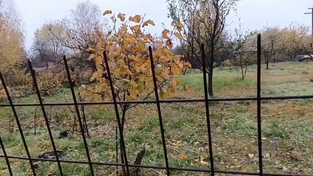 КВАШУ КАПУСТУ?• ШОРТЫ в САД?• ЗАКУПКА ПРОДУКТОВ?• ПИЦЦА?• КРАСИВО в ПАРКЕ? смотреть онлайн
