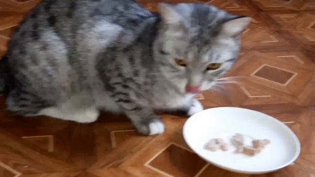 Ливерная колбаса-вот что надо для счастья.Кот -Мау .Liver Sausage-for Happiness.Cat-Mau.