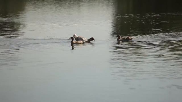 Карпомания в кругу друзей на водоёме Жуковский 05.06.16 , часть 7 смотреть онлайн