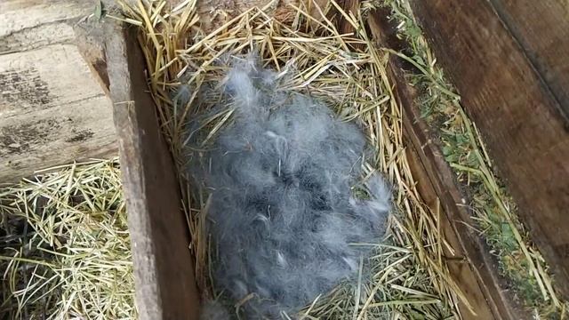 Окрол кроличихи ФЛАНДР+ СЕРЫЙ ВЕЛИКАН //Жизнь в деревне!!! смотреть онлайн