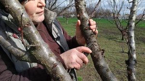 Самая важная обработка сада. Защити свой сад от болезней  Монилиоз абрикоса лечение.