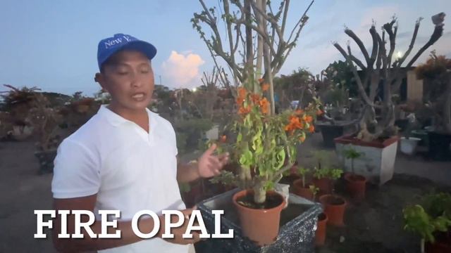 What is the best seller bougainvillea for 2022? смотреть онлайн