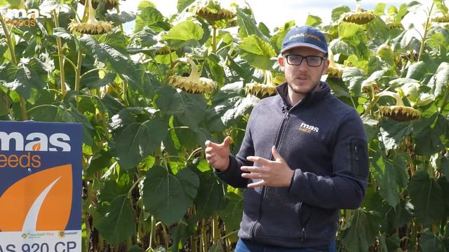 🌻 Mas 920.CP - середньостиглий лінолевий гібрид соняшника