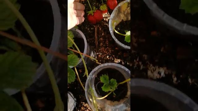 Земляника ТРИСТАР (рема) смотреть онлайн