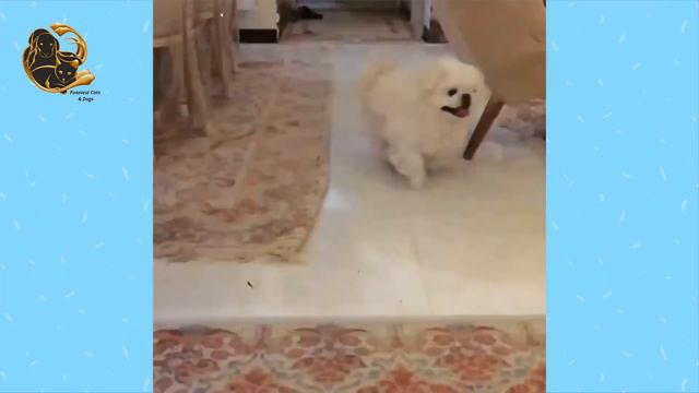 Chow Chow Dog Videos | Chow Chow Cute & Funny Momments смотреть онлайн