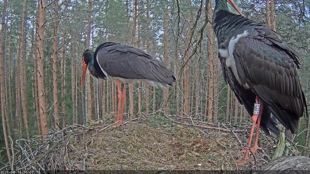 Must-toonekurg - Karl II and Kaia together 2021-04-12 смотреть онлайн