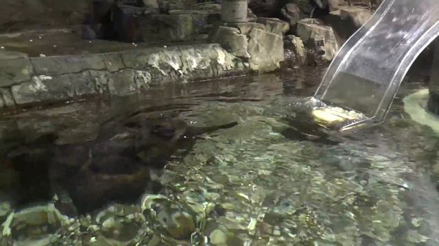 Дубай Молл и аквариум в Эмиратах, ОАЭ смотреть онлайн