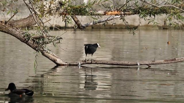 coot morning stretching meerkoet Blässhuhn Blesshuhn streckt sich am Morgen :) смотреть онлайн