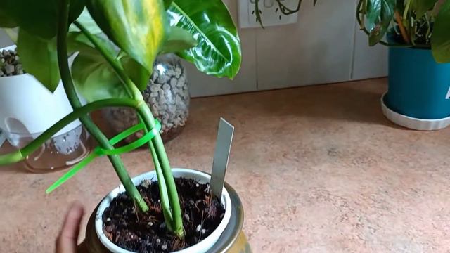Is This Epipremnum Skeleton Key Or Not?