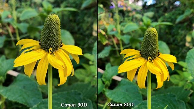 Canon EOS 90D VS Canon ESO 80D DSLR Camera Comparison смотреть онлайн