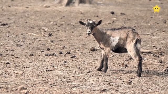Learn Farm animals for kids | Farm Animals Names & Sounds смотреть онлайн