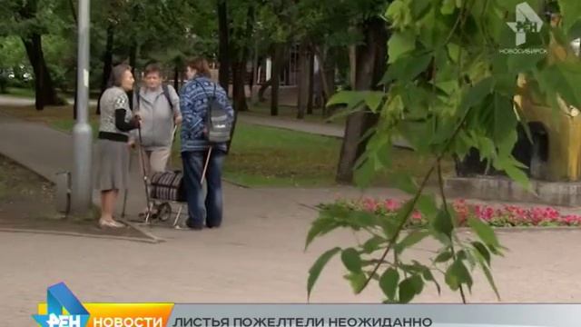 Сюжет от 09.07.2015 почему желтеют деревья смотреть онлайн