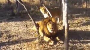 Львица нападает на льва