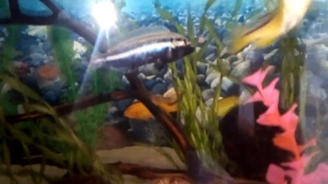 Боция морлета