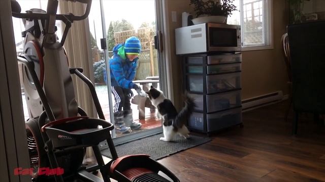 Приколы с животными / Смешные Кошки Приколы Кошками и котами и собаками / CC #9 смотреть онлайн